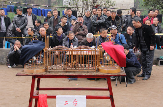 敘永斗鳥大賽 戰(zhàn)斗正酣(圖3)