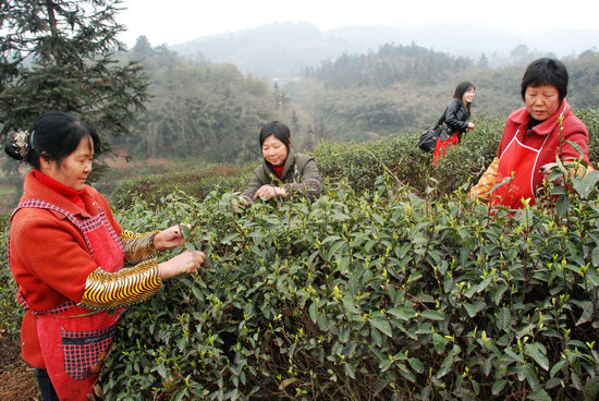 納溪采茶女 家門口打工好掙錢(圖1)