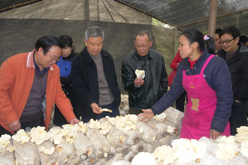 梅興崗到云龍鎮(zhèn)調(diào)研食用菌發(fā)展