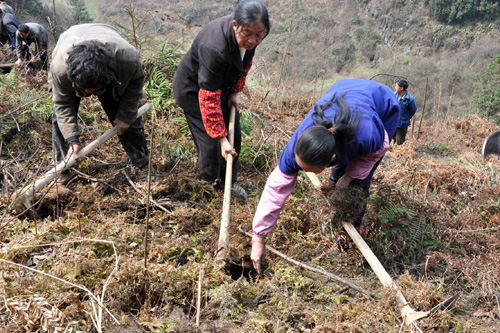 敘永：義務(wù)植樹(shù)6萬(wàn)株 防旱情(圖2)