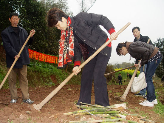 合面鎮(zhèn)：全民栽代代傳栽竹造林美化家園(圖1)