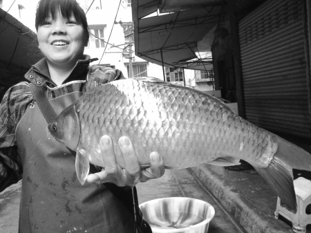 兩斤多重鯽魚見過沒？