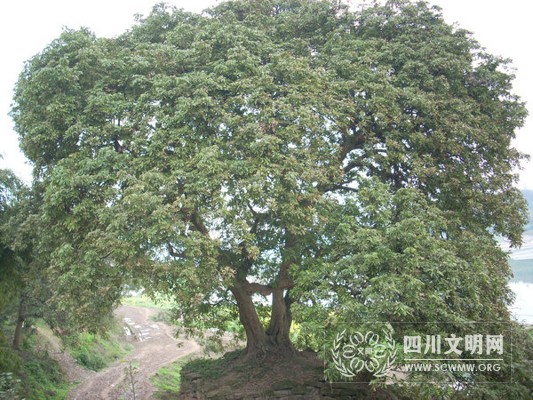 江陽(yáng)區(qū)況場(chǎng)鎮(zhèn)縣峰山現(xiàn)“桂圓王”