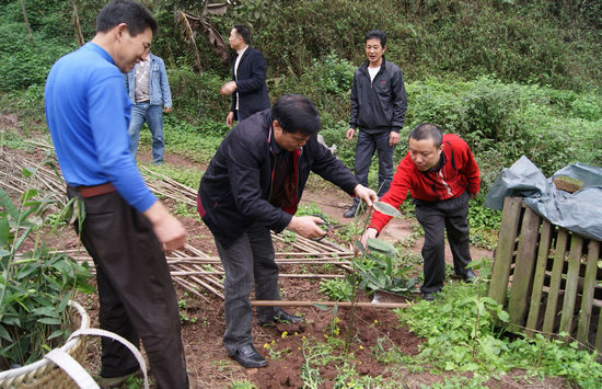 大石鄉(xiāng)：政府出資引進(jìn)優(yōu)質(zhì)竹種帶民富(圖2)