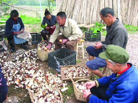 分水嶺鄉(xiāng)：留守老人 采菇創(chuàng)收有奔頭(圖1)