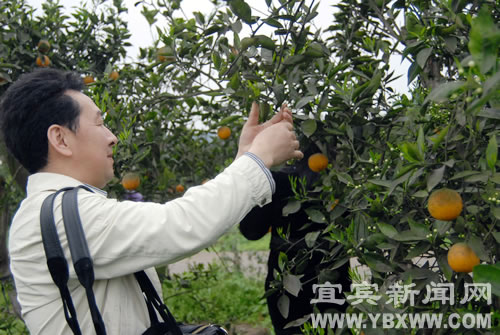 橙花節(jié)前奏：橙花飄香醉游人(圖2)