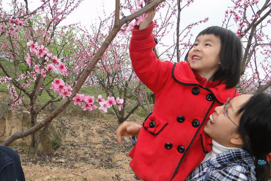 赤水鎮(zhèn)：今春桃花“花期長”(圖1)