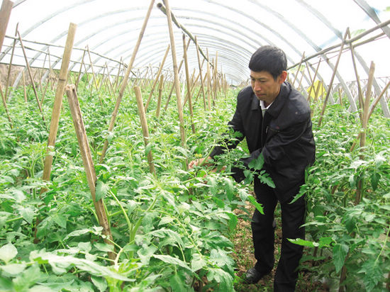 背靠蔬菜育苗中心 華陽早春蔬菜一派蔥蘢(圖1)