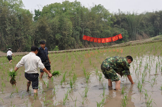 棉花坡鎮(zhèn)：創(chuàng)先爭優(yōu)助耕隊活躍田間(圖2)