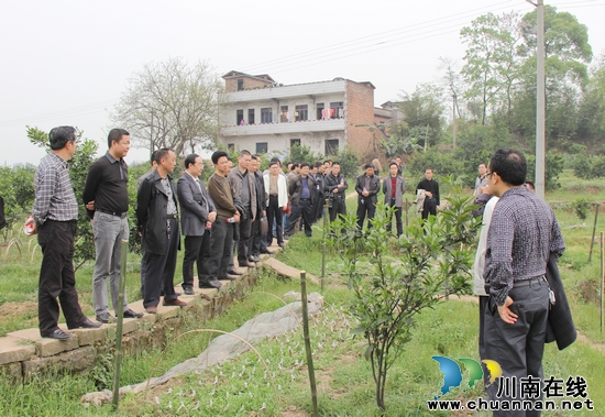 合江縣:全力助推示范片建設(shè)和荔枝真龍柚產(chǎn)業(yè)發(fā)展(圖1)