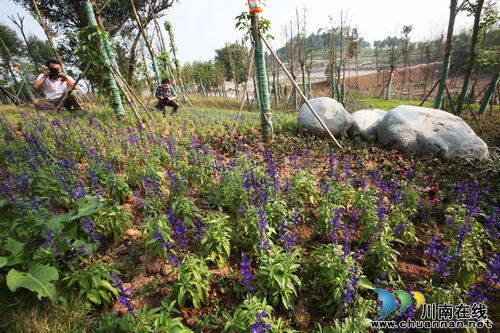 瀘州龍馬潭區(qū)：八大公園 市民閑暇時光好去處(圖3)