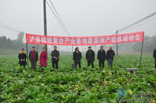 瀘縣糧經(jīng)復(fù)合產(chǎn)業(yè)實(shí)現(xiàn)糧錢雙贏(圖2)