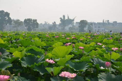 瀘縣龍橋文化生態(tài)園被農(nóng)業(yè)部命名為“美麗鄉(xiāng)村”(圖1)