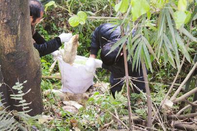 宜賓路邊現(xiàn)百余只死鴨(圖1)