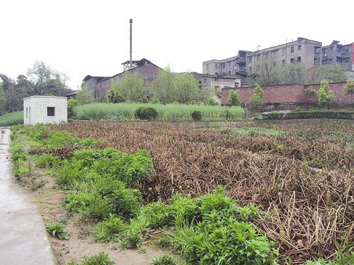 內江一污水處理池變油菜地 120萬打水漂(圖1)