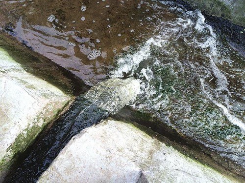 內江一污水處理池變油菜地 120萬打水漂(圖2)