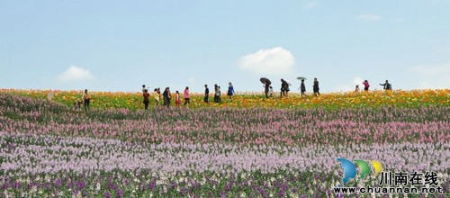 瀘州納溪：“花田酒地”喜迎八方游客（圖）(圖3)