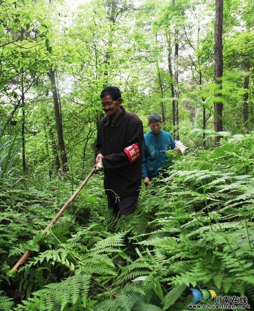 瀘州:七旬老夫妻義務(wù)護(hù)林9年(圖3)