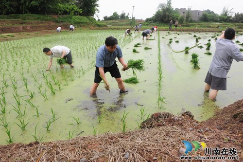 瀘縣縣委組織部部長(zhǎng)吳興華率隊(duì)到兆雅鎮(zhèn)開(kāi)展“黨員結(jié)對(duì)·助農(nóng)春耕”活動(dòng)(圖2)