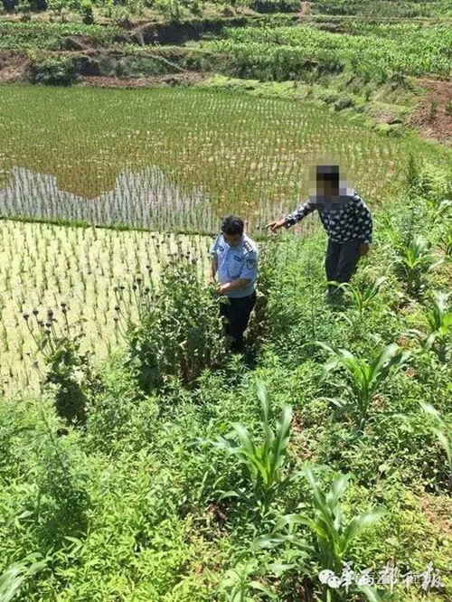 宜賓老太種罌粟治雞瘟 警察來查全部鏟除(圖1)