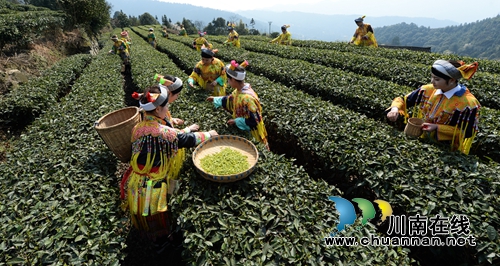 陳大剛：茶葉尖上的馬嘶(圖5)