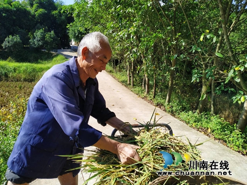 瀘縣云龍鎮(zhèn)再生稻喜迎豐收(圖2)