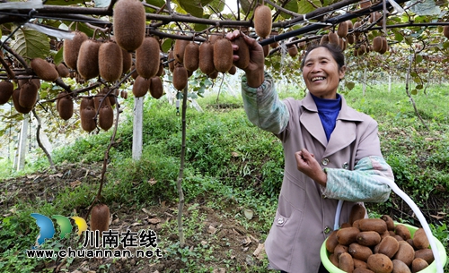 古藺東新鎮(zhèn)：在音樂節(jié)中沸騰 因產業(yè)發(fā)展振興(圖20)