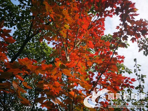 楓葉漸紅 宜賓流杯池公園“五顏六色”迎客(圖1)