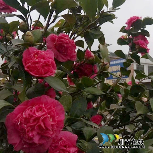 扶貧項目古藺雙沙紅光村480畝茶花村急需銷路(圖4)