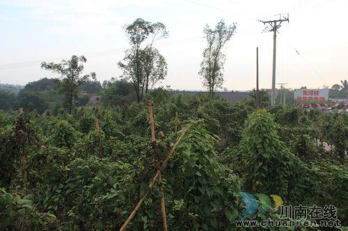 云龍鎮(zhèn)龍河村：紫山藥產(chǎn)業(yè)走出脫貧致富新道路(圖2)