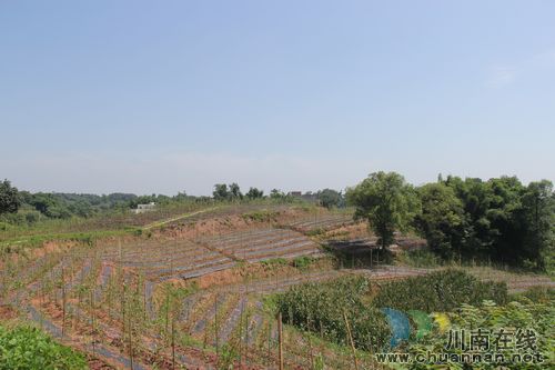 云龍鎮(zhèn)龍河村：紫山藥產(chǎn)業(yè)走出脫貧致富新道路(圖3)