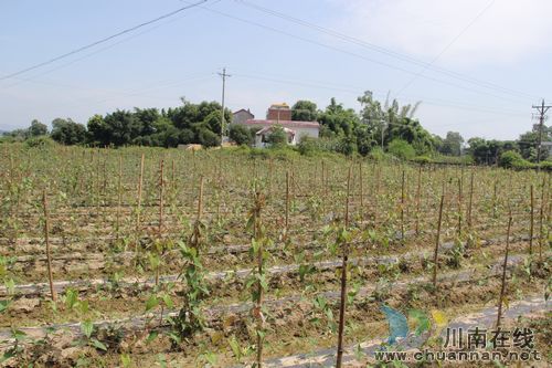 云龍鎮(zhèn)龍河村：紫山藥產業(yè)走出脫貧致富新道路