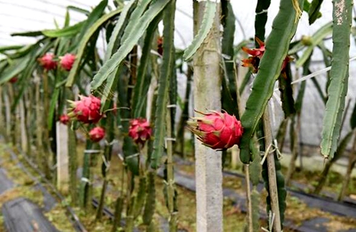 宜賓長寧：紅心火龍果助日子更紅火(圖1)