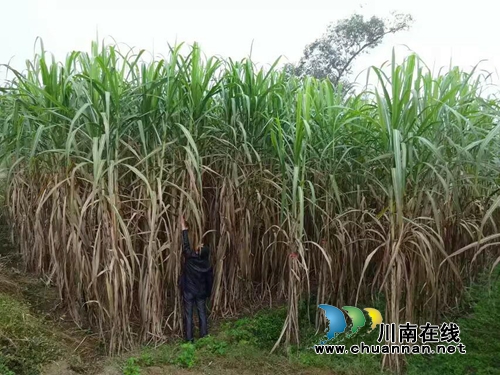 瀘縣云龍鎮(zhèn)大水河村：“三味真火”助力鄉(xiāng)村振興，精彩這里有(圖3)