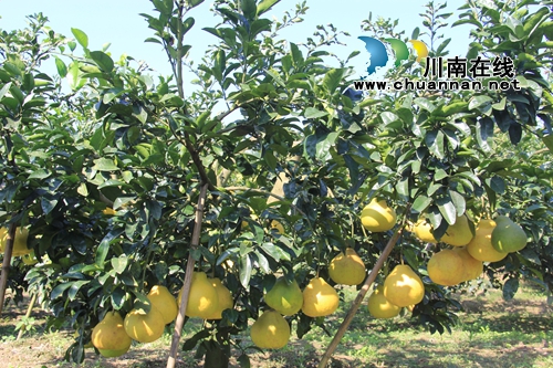 瀘縣云龍鎮(zhèn)大水河村：“三味真火”助力鄉(xiāng)村振興，精彩這里有(圖6)