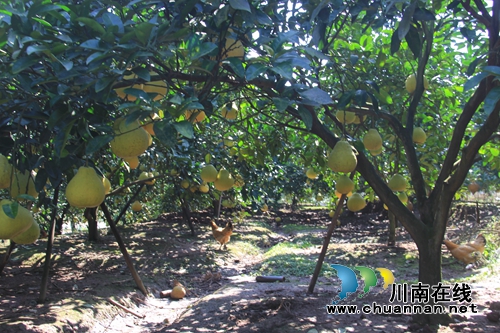 瀘縣云龍鎮(zhèn)大水河村：“三味真火”助力鄉(xiāng)村振興，精彩這里有(圖7)