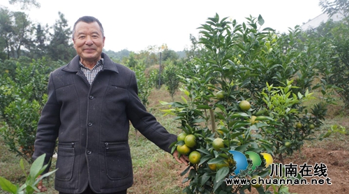 瀘縣立石鎮(zhèn)普照村：甜過(guò)初戀的柑橘，更甜進(jìn)果農(nóng)的心里(圖1)