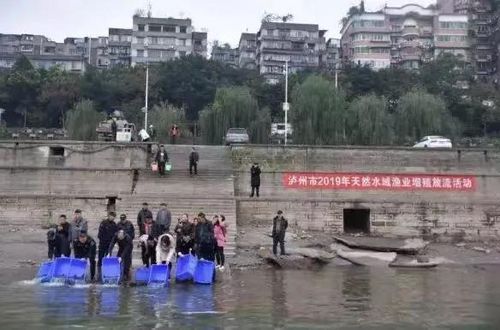 瀘州組織開展天然水域漁業(yè)增殖放流活動(dòng)