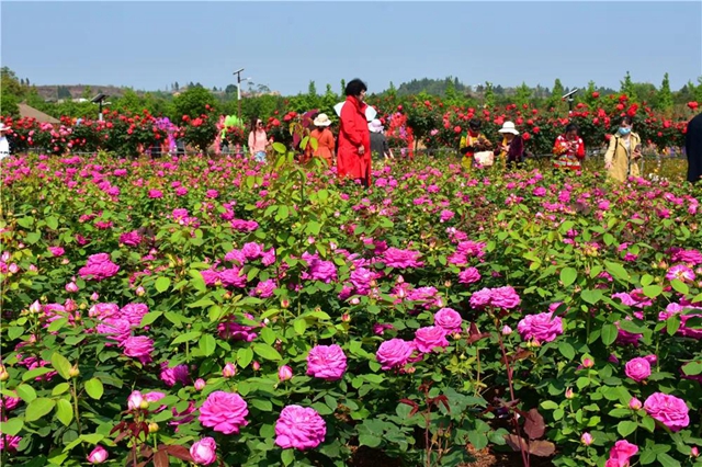 約起！內(nèi)江城邊邊的300畝玫瑰花海藏不住了(圖1)