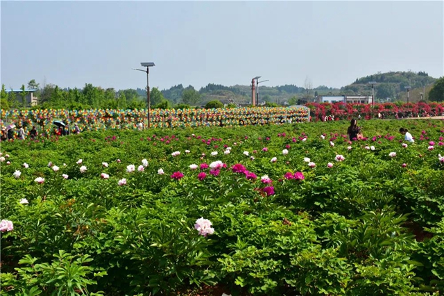 約起！內(nèi)江城邊邊的300畝玫瑰花海藏不住了(圖3)