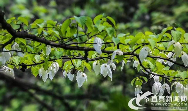 不要門票！宜賓這個地方2萬多株“鴿子花”開了！(圖1)