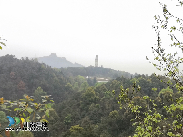 買枇杷、吃“跑山雞"、耍農(nóng)家樂…瀘縣白龍塔村聯(lián)系電話來了！(圖2)