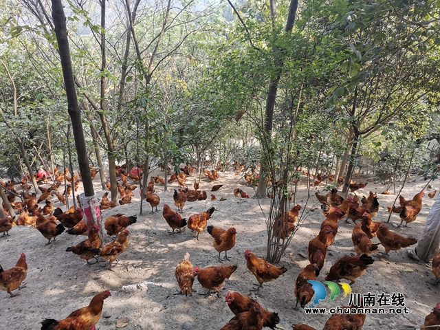 買枇杷、吃“跑山雞"、耍農(nóng)家樂…瀘縣白龍塔村聯(lián)系電話來了！(圖7)