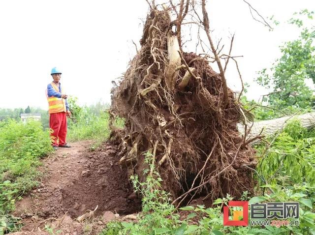 11級大風侵襲自貢！一房屋當場被吹垮(圖2)