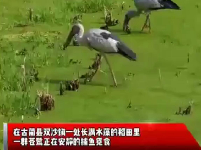 視頻｜雙沙鎮(zhèn)野生蒼鷺捕魚(yú)登上人民日?qǐng)?bào)客戶端！