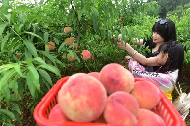 2小時(shí)賣出6000斤！內(nèi)江這個(gè)小山村來了一群“美女主播”(圖8)