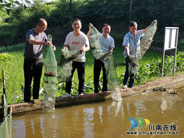 瀘縣：駐村工作5年，林樹倫成為最美石橋人(圖5)