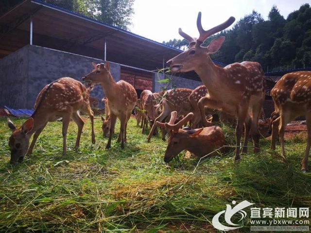 規(guī)模川南最大！宜賓這個(gè)梅花鹿基地的老板是個(gè)90后(圖2)