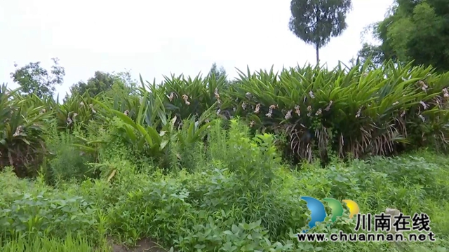 合江縣鼓樓山村“海歸”職業(yè)經(jīng)理人鄧啟明：走出“小家”，心存“大家”(圖3)