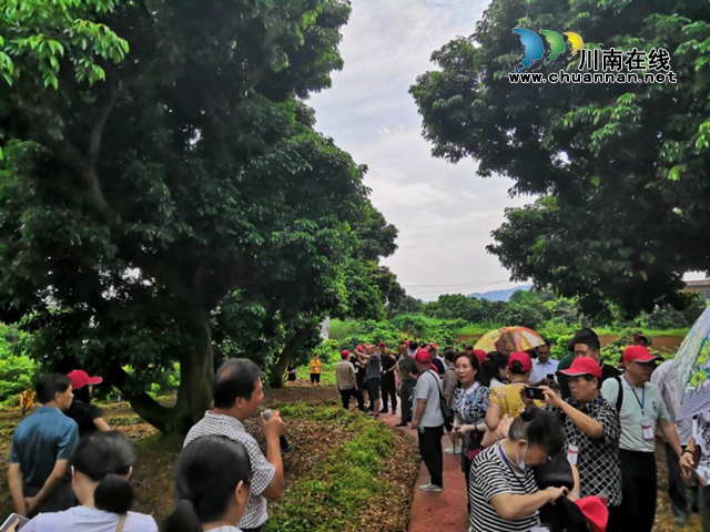 瀘州市文藝創(chuàng)作骨干到合江開展荔枝文藝創(chuàng)作采風(fēng)活動(dòng)(圖2)